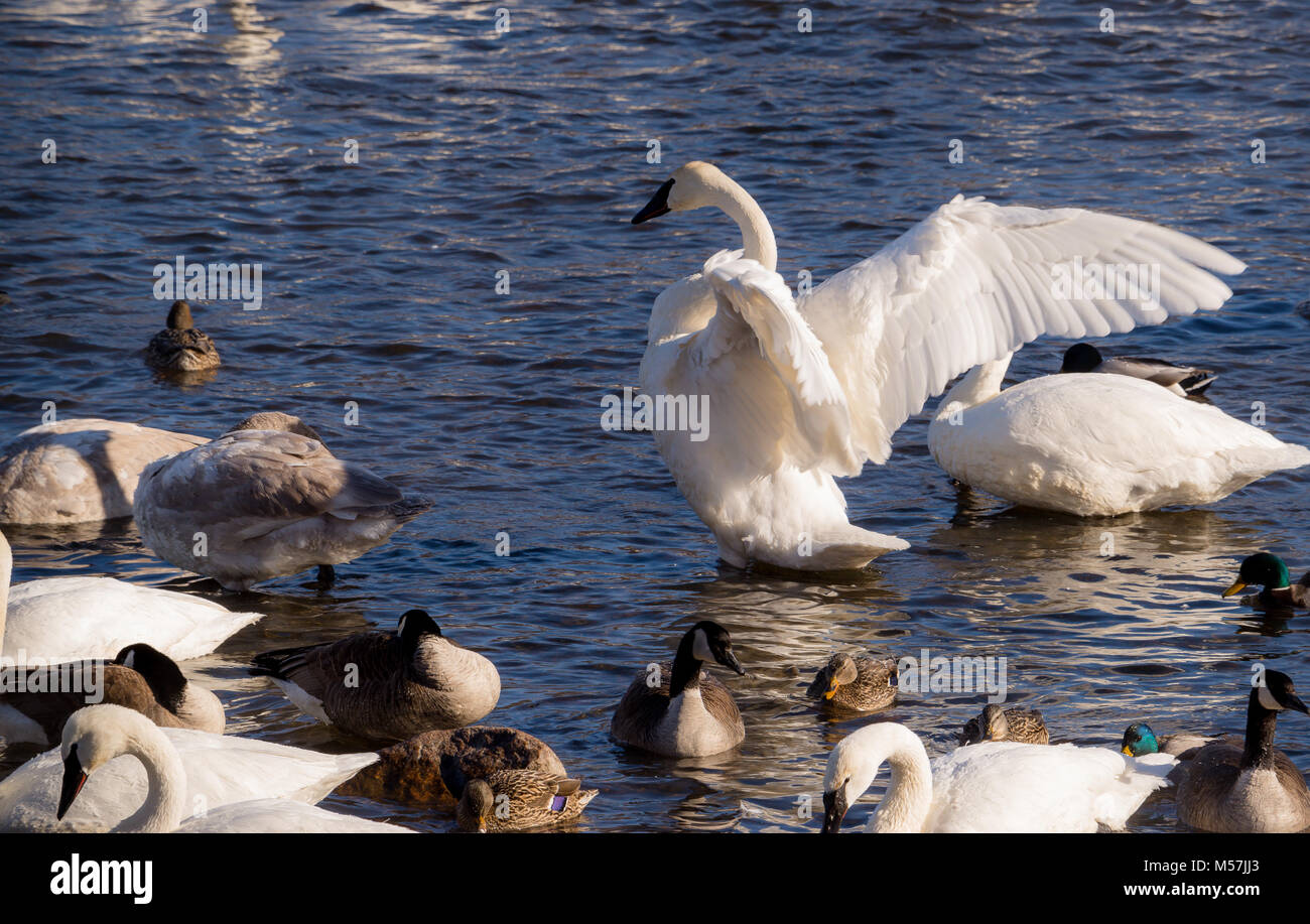 Swans in winter, trumpeter and tundra on mississippi river with ducks Stock Photo