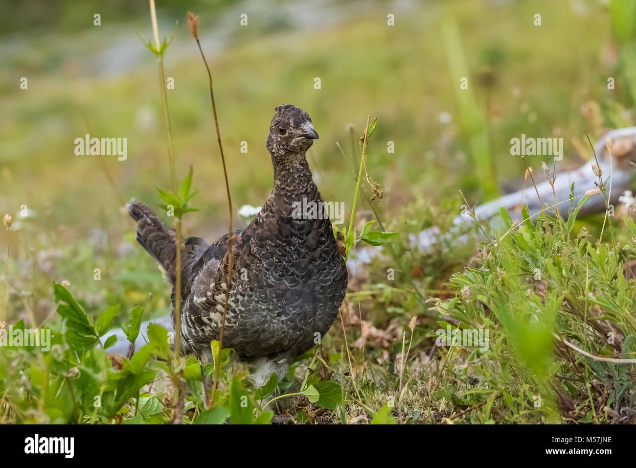 Sooty Grouse, Dendragapus fuliginosus, female, part of a covey of mother and nearly grown young, observed during a backpacking trip into Grand Valley  Stock Photo
