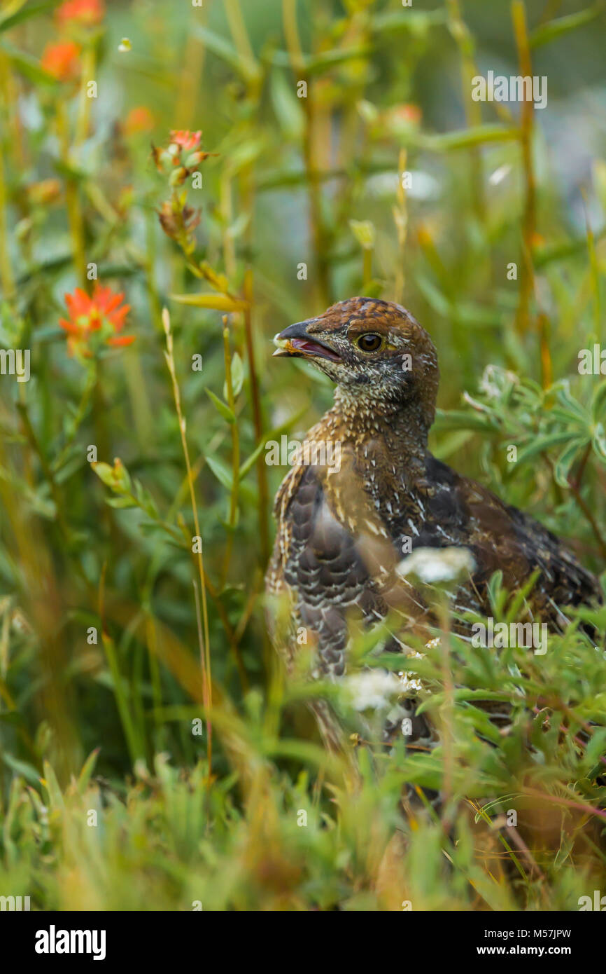 Sooty Grouse, Dendragapus fuliginosus, juvenile, part of a covey of mother and nearly grown young, observed during a backpacking trip into Grand Valle Stock Photo