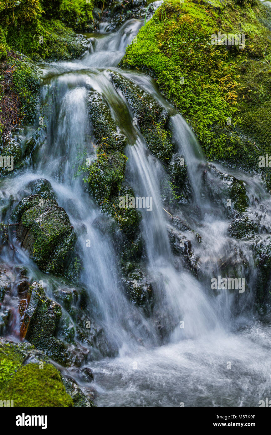 Tiny waterfall on a tributary flowing into Grand Creek, observed during a backpacking trip into Grand Valley in Olympic National Park, Washington Stat Stock Photo