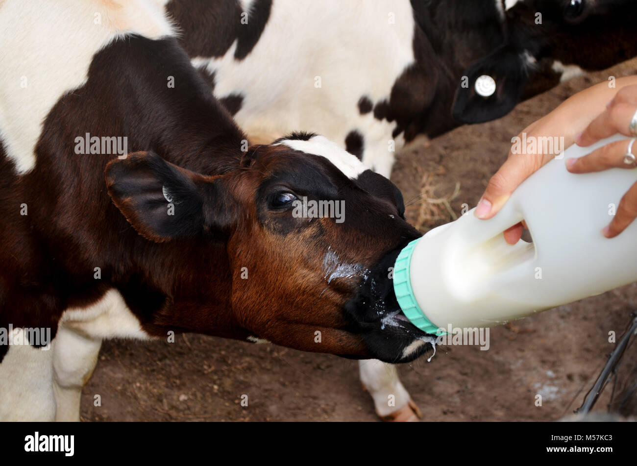 Calf being bottle fed Stock Photo