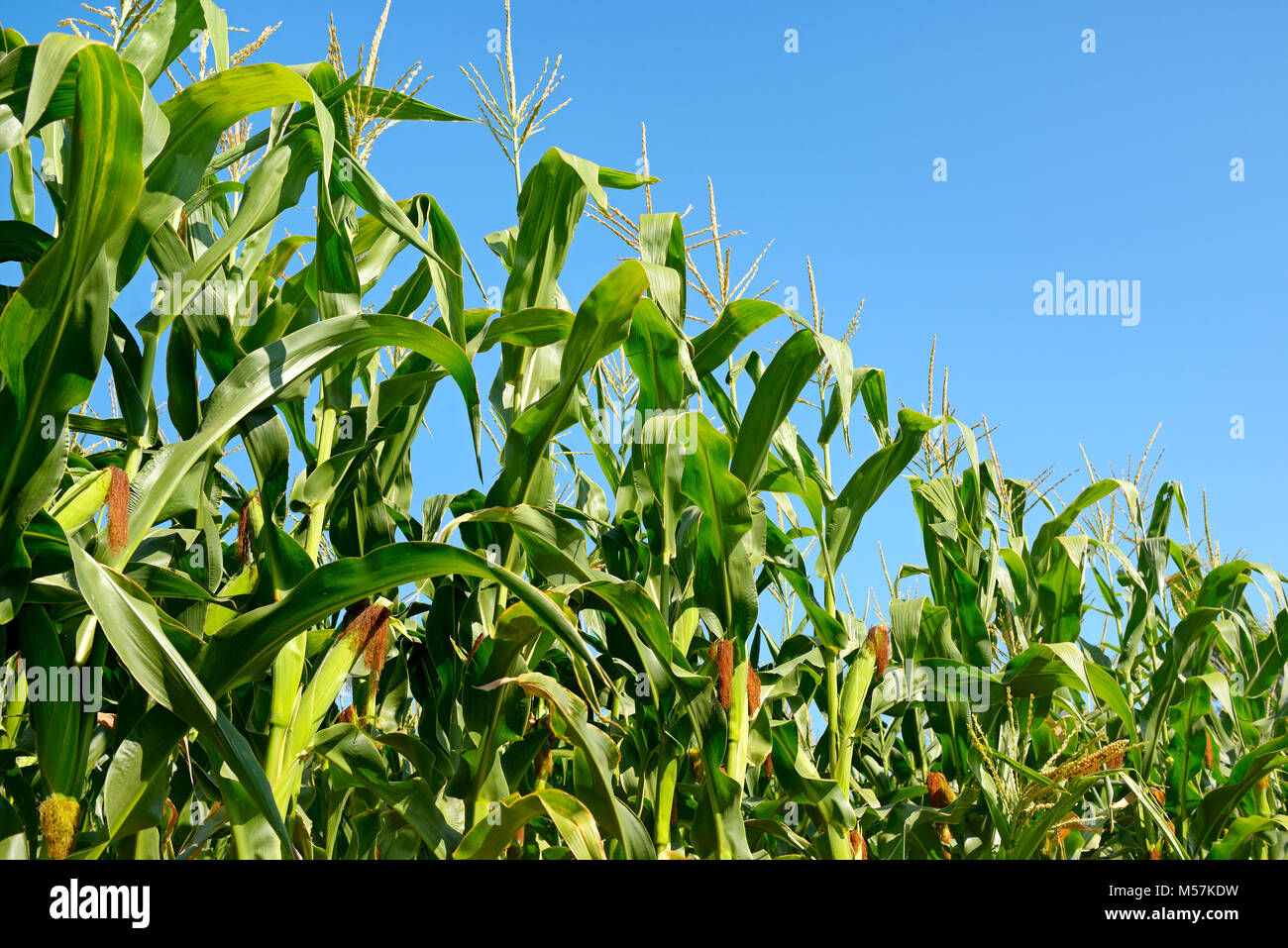 Fresh corn stalks on the blue sky background. Cornfield. Stock Photo