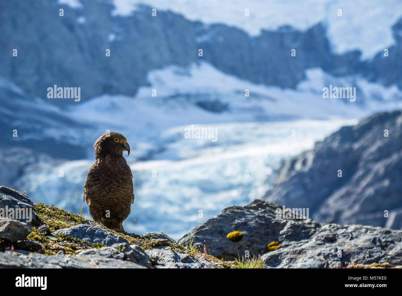 The kea, the only alpine parrot in the world, is an endangered bird living in the alpine environment of the South Island of New Zealand Stock Photo