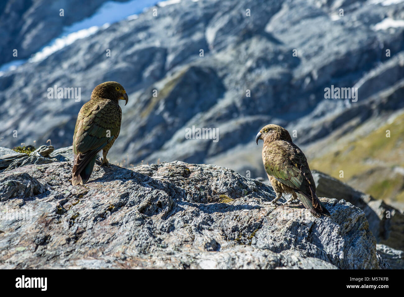 The kea, the only alpine parrot in the world, is an endangered bird living in the alpine environment of the South Island of New Zealand Stock Photo