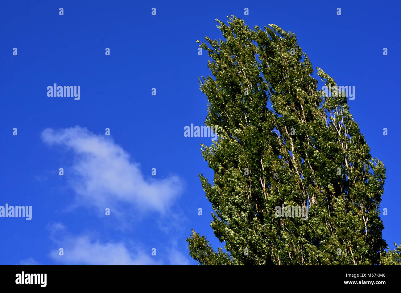 Tree against blue sky Stock Photo