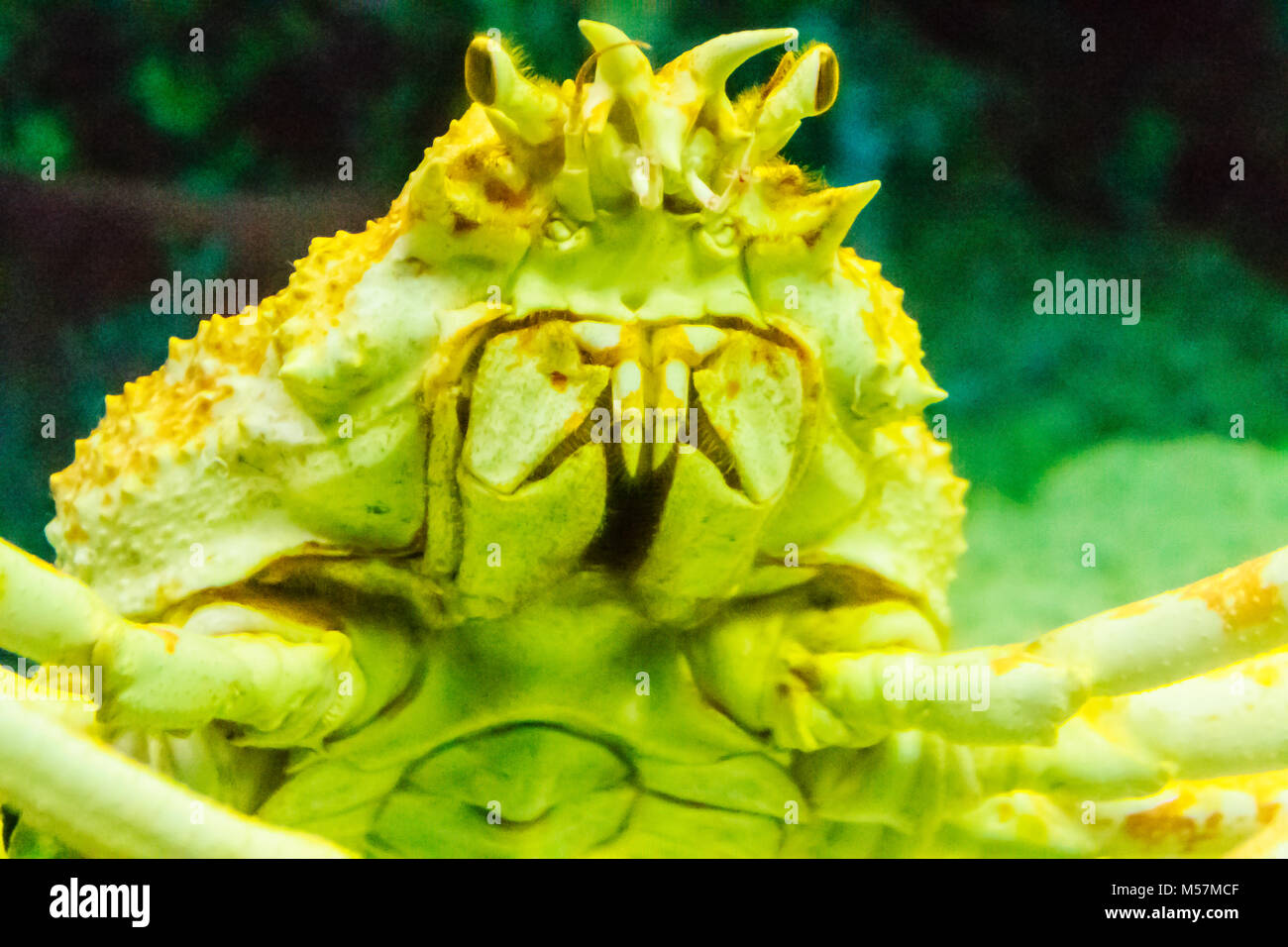 Close-up Taraba sea crabs or alaska king crab in aquarium at Pattaya city, Thailand Stock Photo