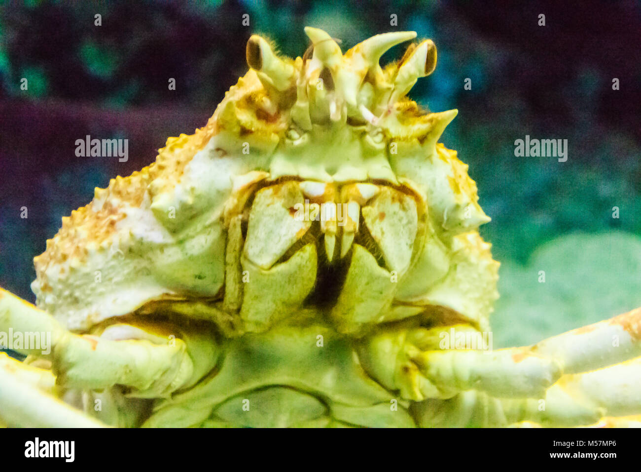 Close-up Taraba sea crabs or alaska king crab in aquarium at Pattaya city, Thailand Stock Photo