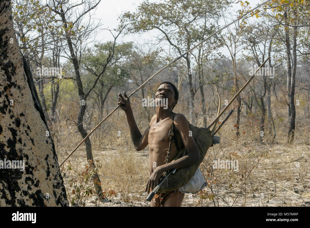 Members of the San Tribe hunting in the surrounding bushland. Stock Photo