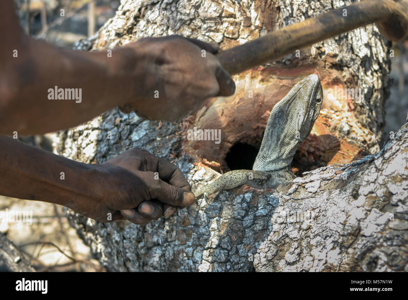 San tribesmen hunting in the surrounding bushland for lizards. Stock Photo
