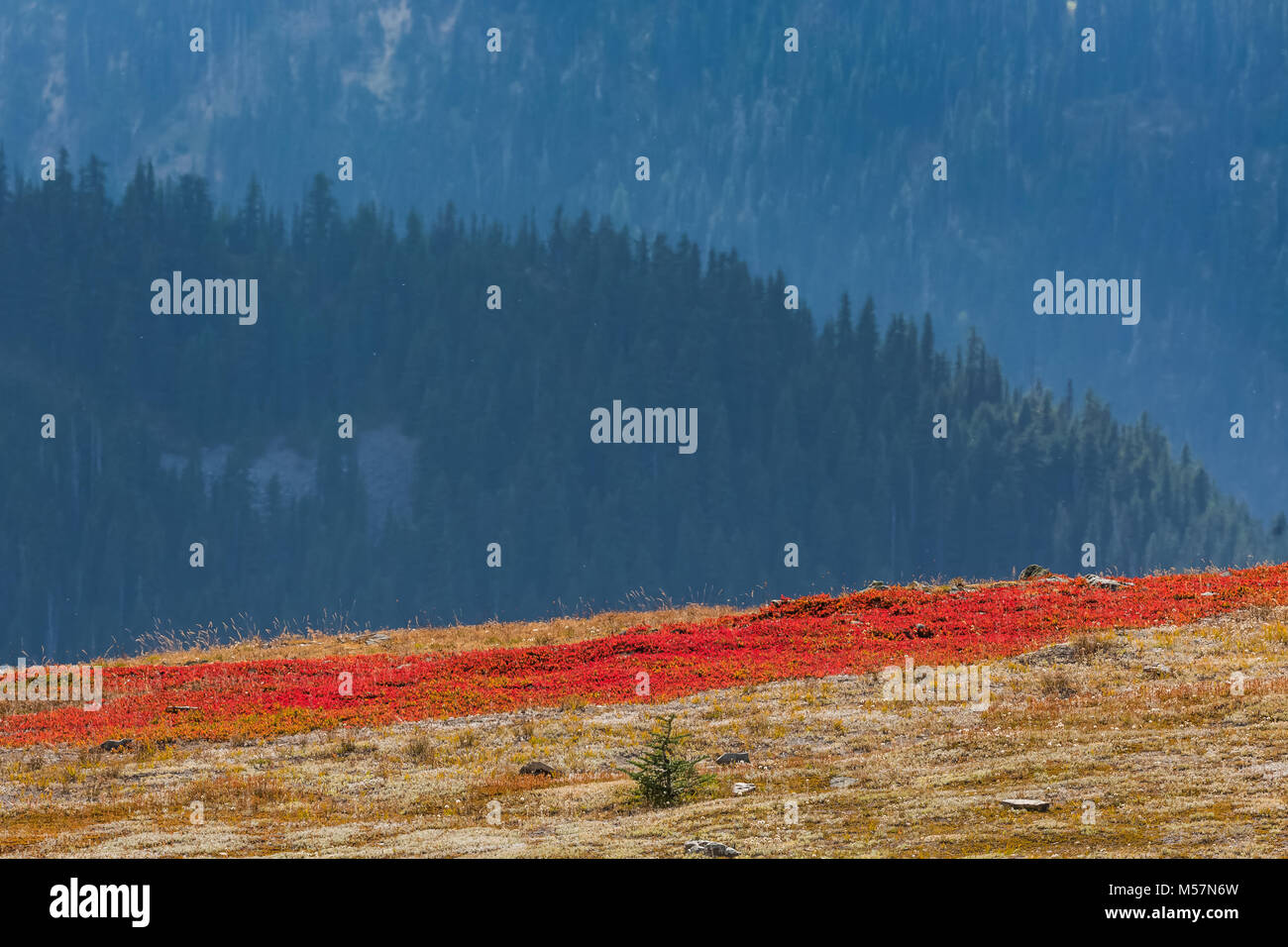 Huckleberries red with autumn color on lpine tundra on mountainside near Obstruction Point in Olympic National Park, Washington State, USA Stock Photo