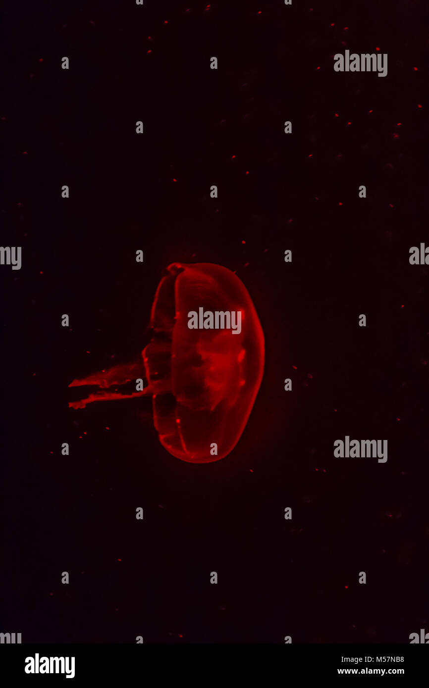 Red jellyfish glowing in the dark background Stock Photo - Alamy