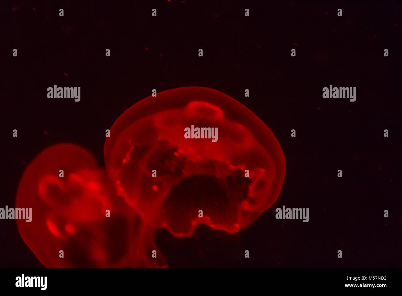 Red jellyfish glowing in the dark background Stock Photo - Alamy