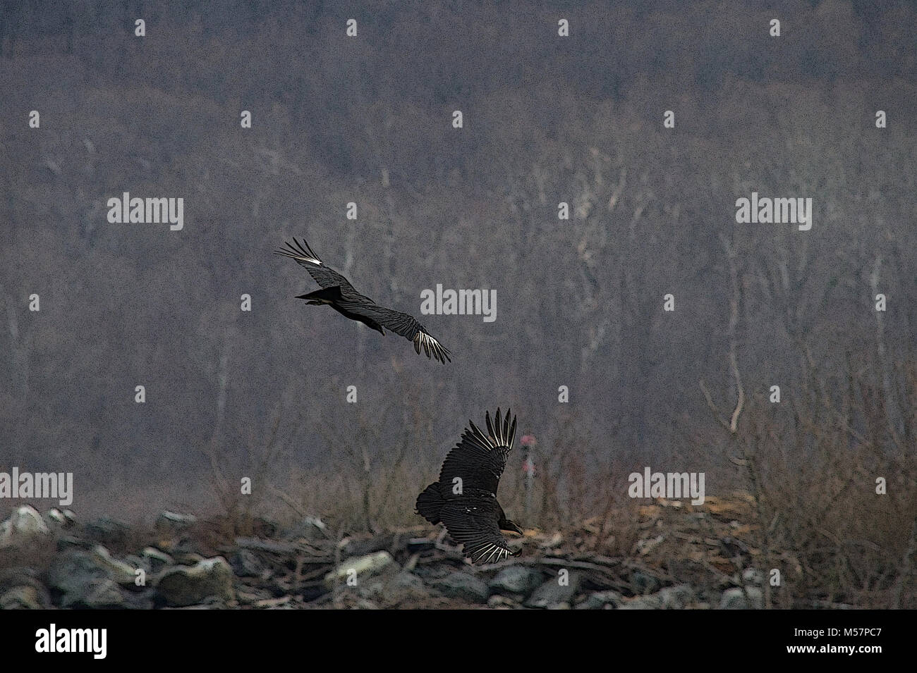 Illustration ofTwo vultures gliding on the wind birds Stock Photo Alamy
