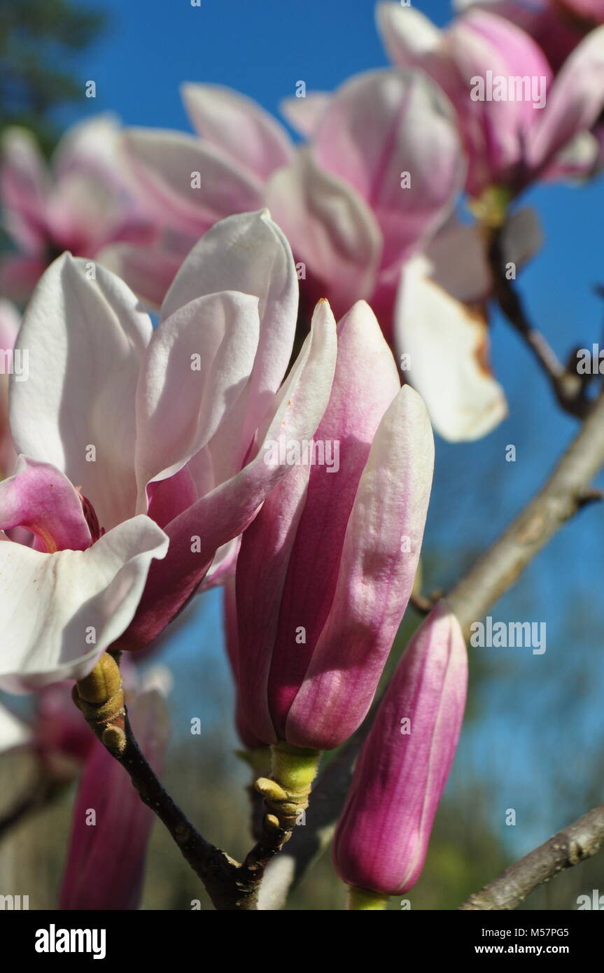 Beautiful light pink Magnolia flowers on branches against a clear blue ...