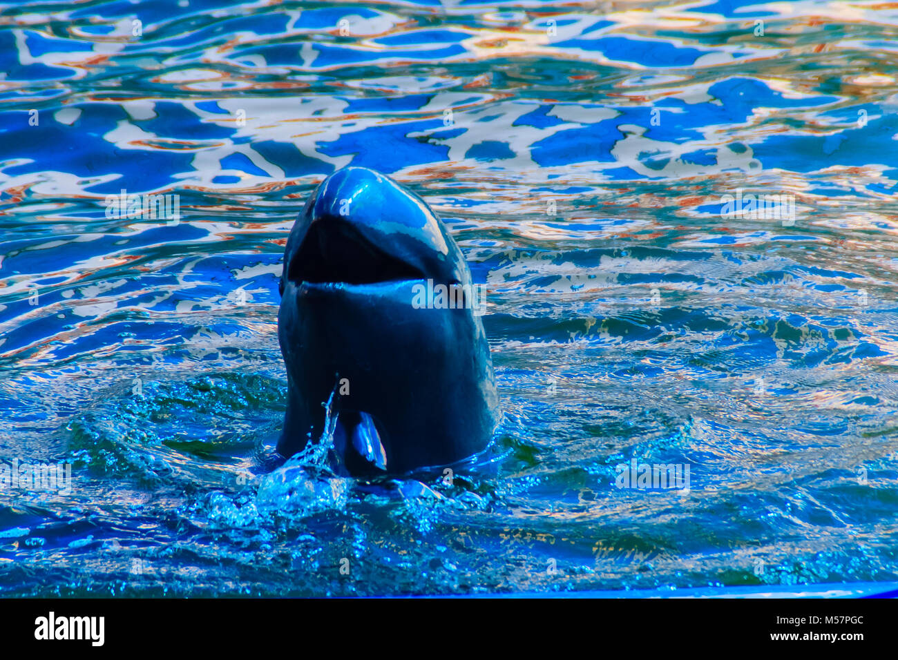 Cute Irrawaddy Dolphin Orcaella Brevirostris Is Floating In The Water