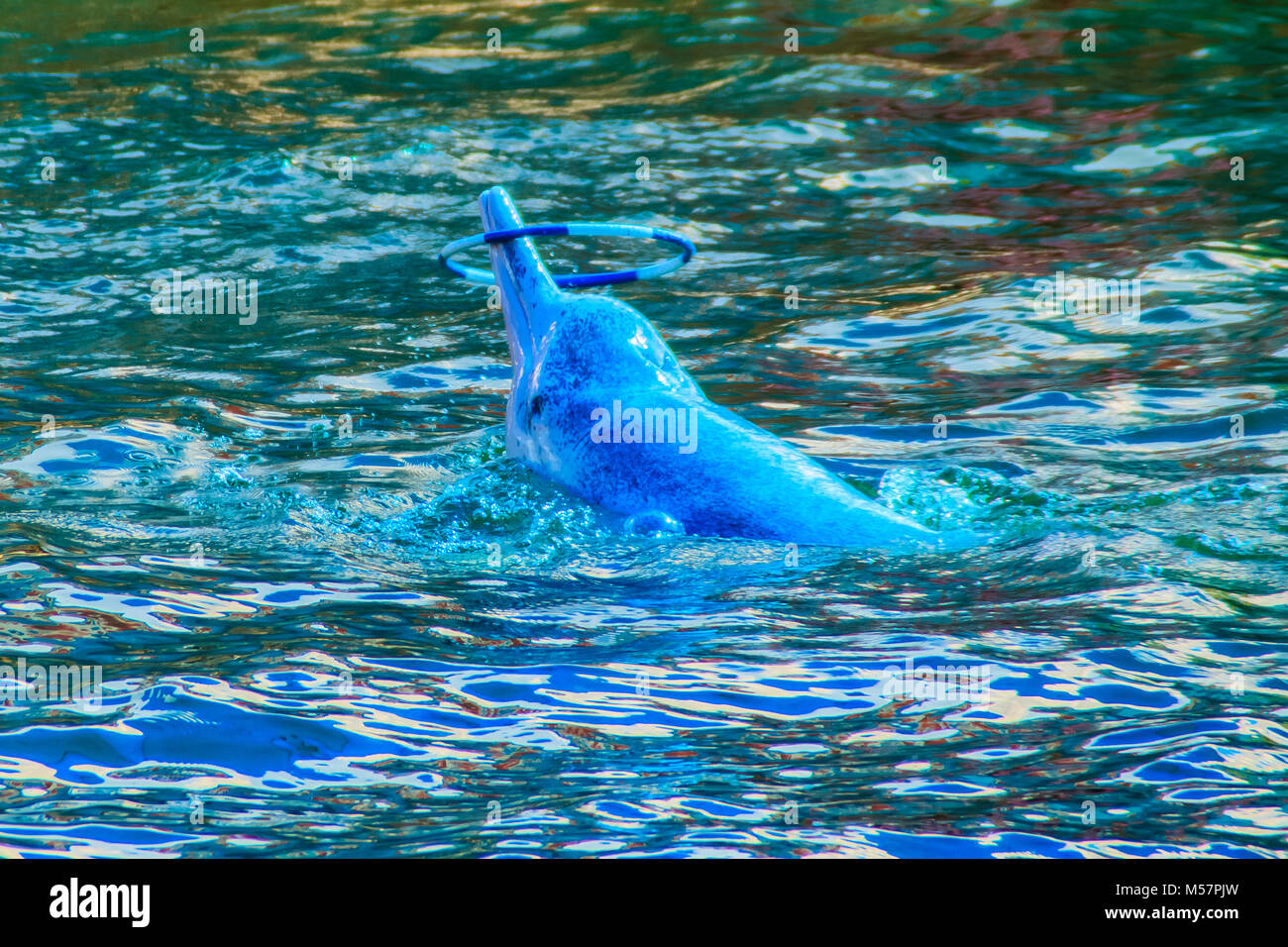 Cute Indo-Pacific humpback dolphin (Sousa chinensis) ,or Pink dolphin, or Chinese white dolphin is playing hoop and dancing shows in the swimming pool Stock Photo