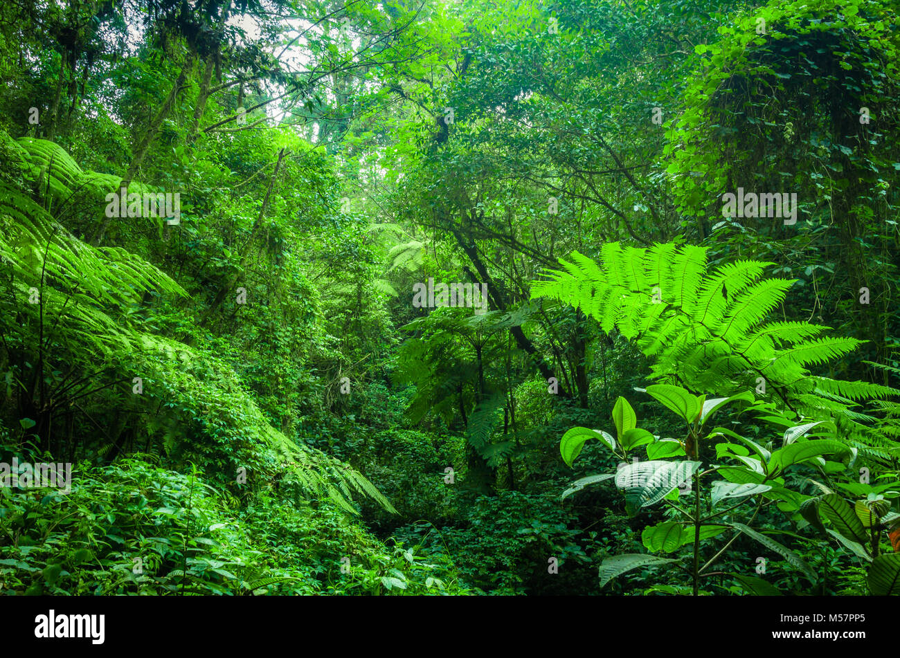 Landscape / 'El Triunfo' Natural Reserve / state of Chiapas, México Stock Photo