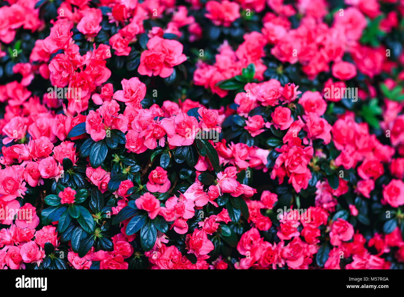 Beautiful red wax begonias flower background. Fresh begonia plants in amazing floral decor. Best picture of the red floral decoration, with semperflor Stock Photo