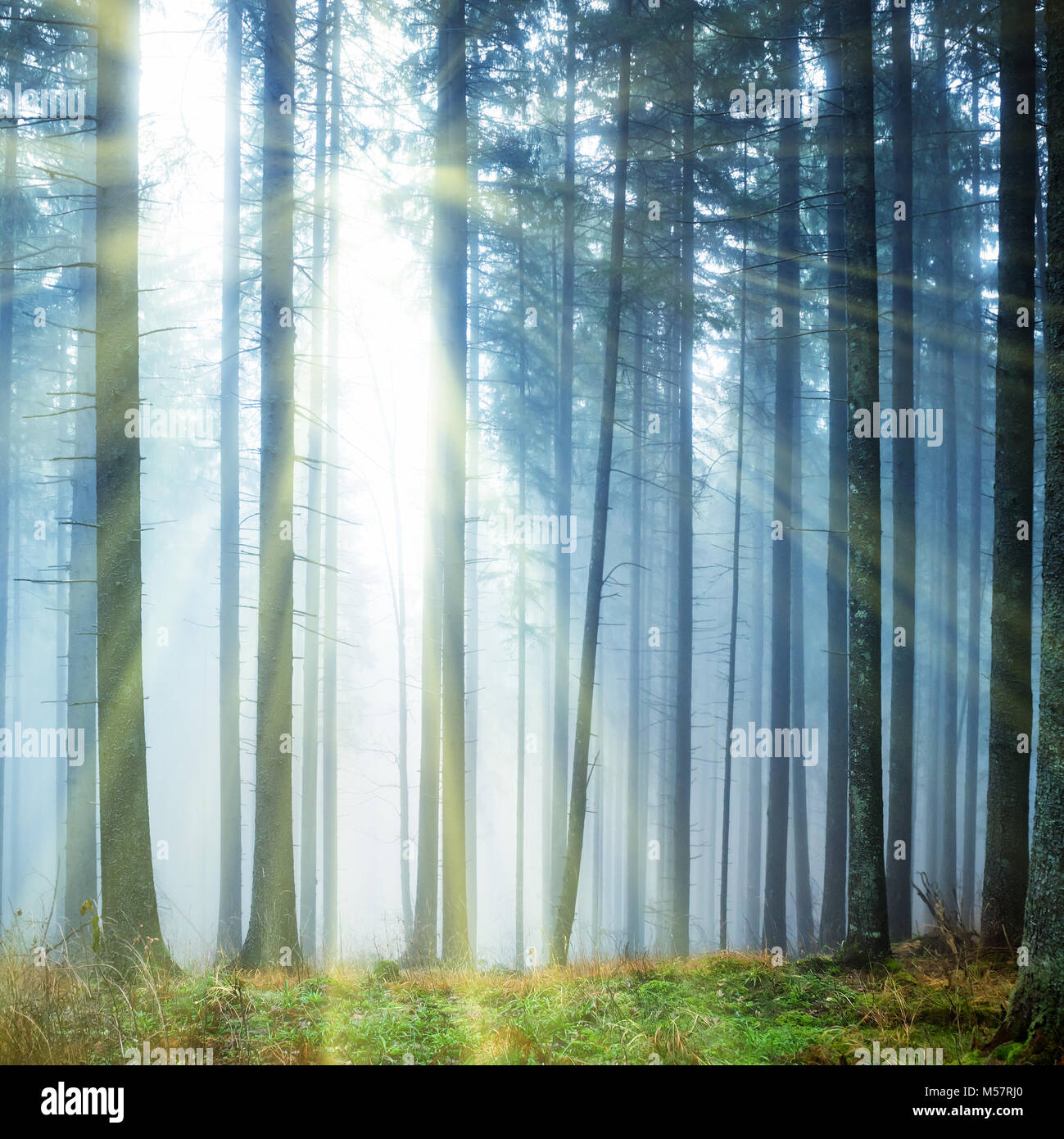 Mysterious fog in the green forest Stock Photo - Alamy