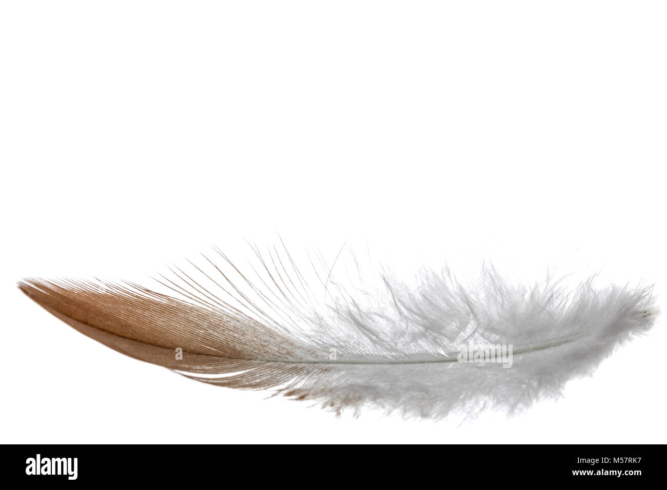 Feather bird , isolated on white background Stock Photo - Alamy