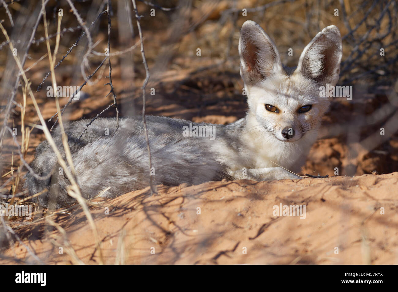 Cape fox (Vulpes chama), adult female lying at the burrow entrance, early morning, Kgalagadi Transfrontier Park, Northern Cape, South Africa, Africa Stock Photo