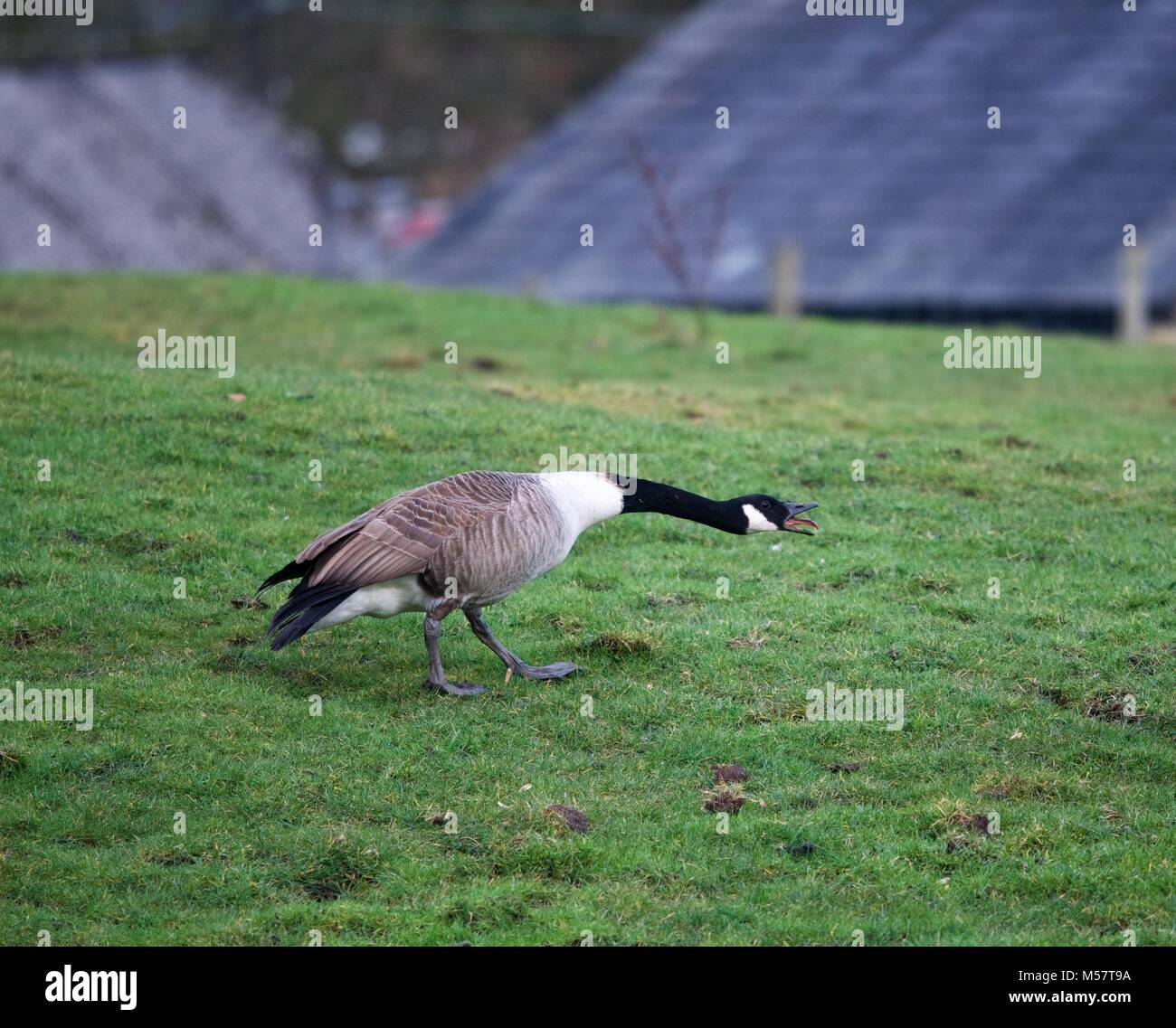 Canada goose bird attack sales