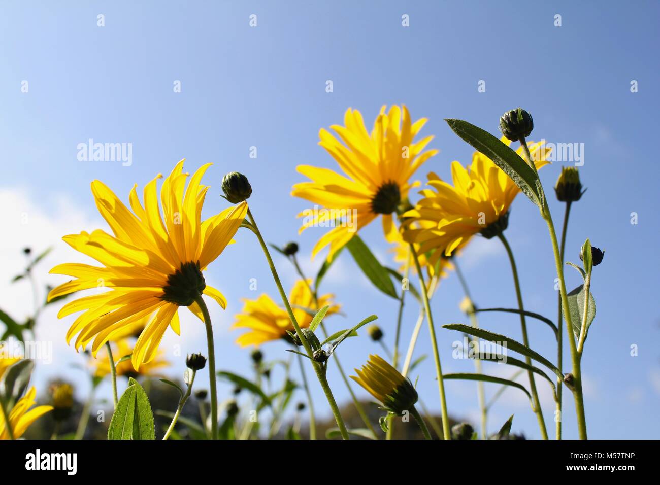 Yellow Flowers Facing The Sun Stock Photo Alamy