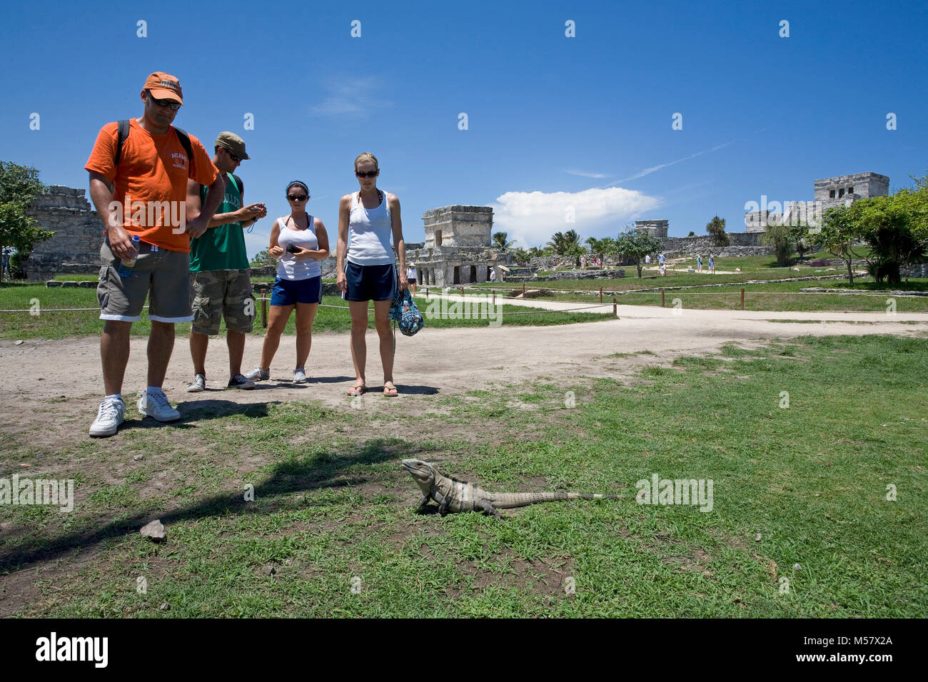 Tourists watch a lizzard in front of Mayan ruins, Tulum Archeological zone, Tulum, Riviera Maya, Quintana Roo, Yucatan, Mexico, Caribbean Stock Photo