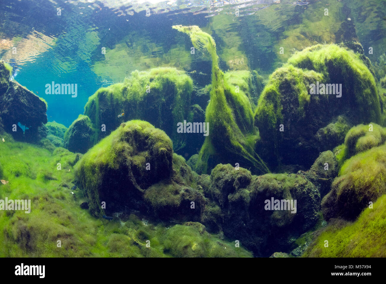 At entrance to cenote El Eden, algae covers the rocks, Cenotes, Tulum, Riviera Maya, Yucatan, Quintana Roo, Mexico, Caribbean Stock Photo