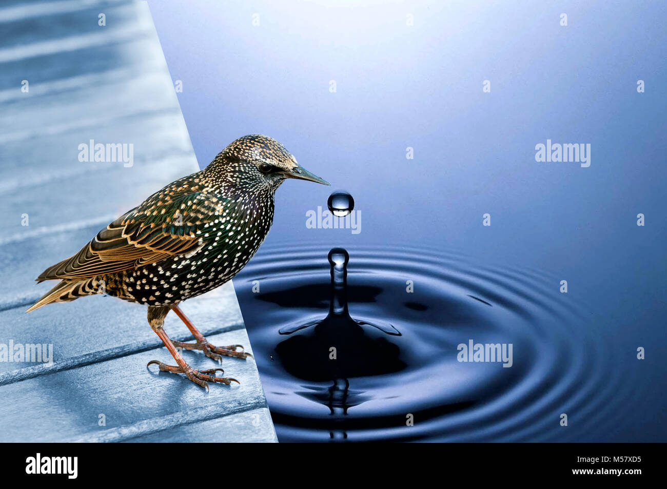 photo composition of a bird by blue water picking up a water drop b