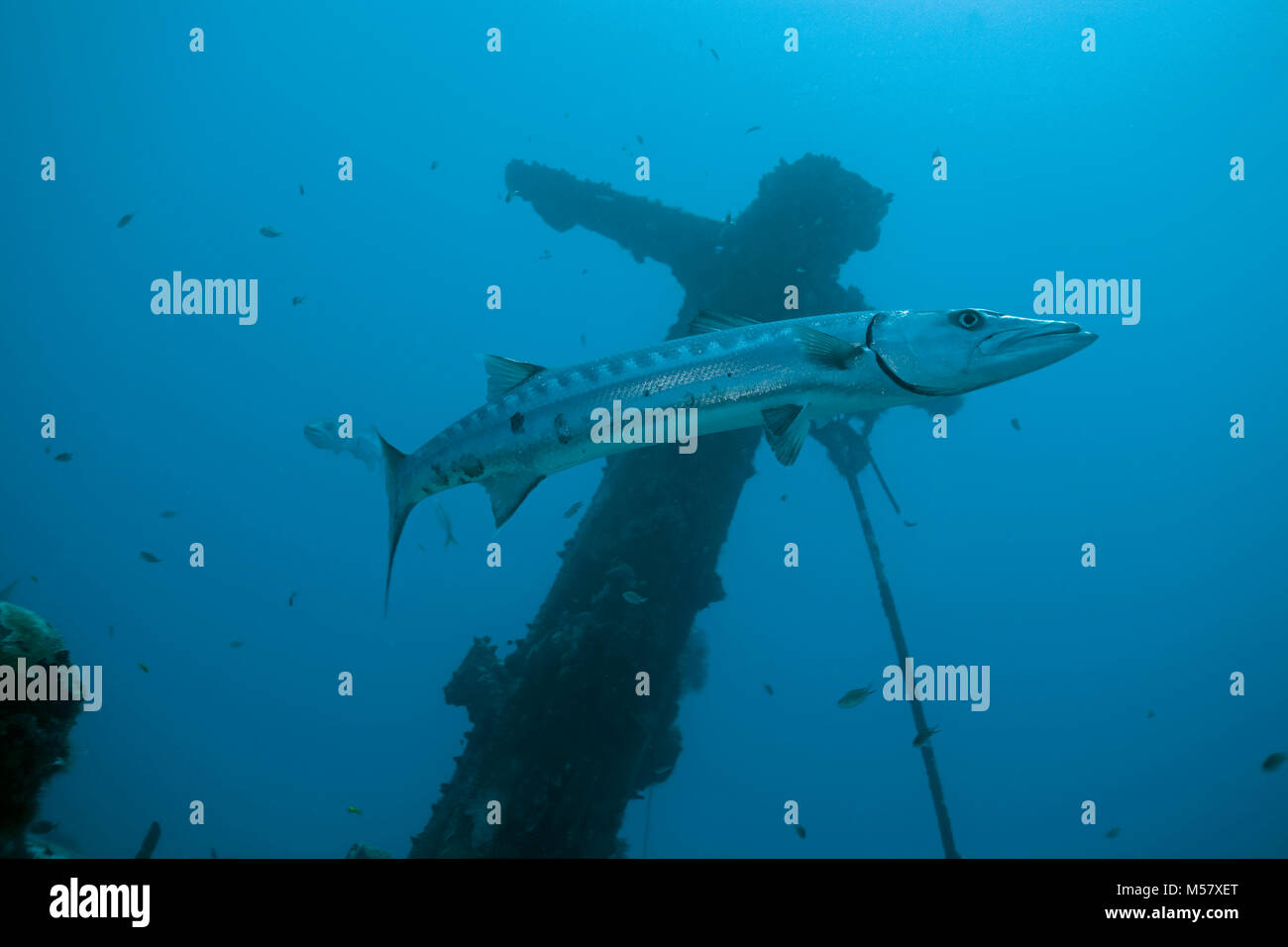 Great Barracuda (Sphyraena barracuda) at mast of shrimper (Mama Vina), Playa del Carmen, Riviera Maya, Quintana Roo, Mexico, Caribbean Stock Photo