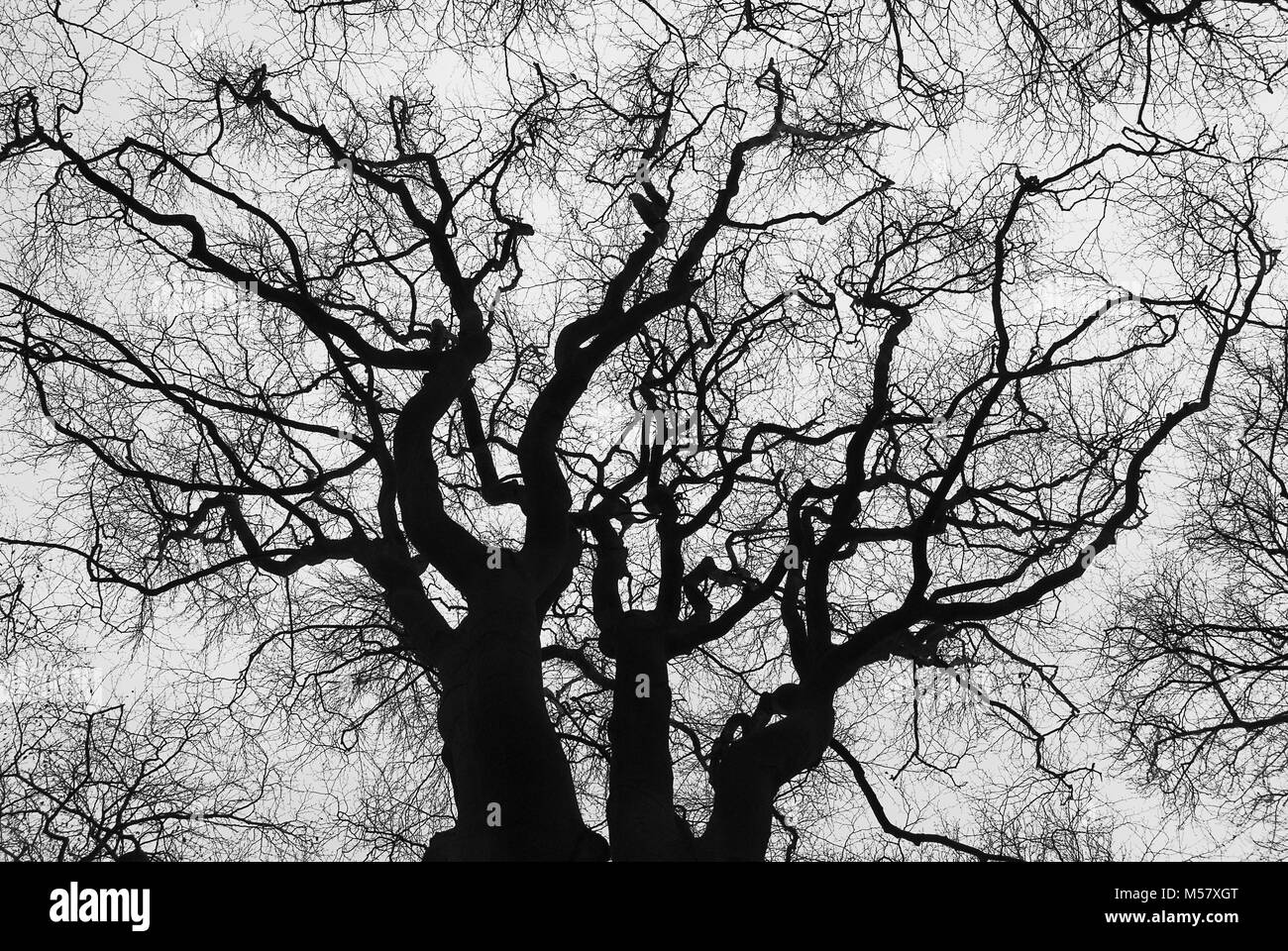 black and white silhouette of an old tree without leaves Stock Photo