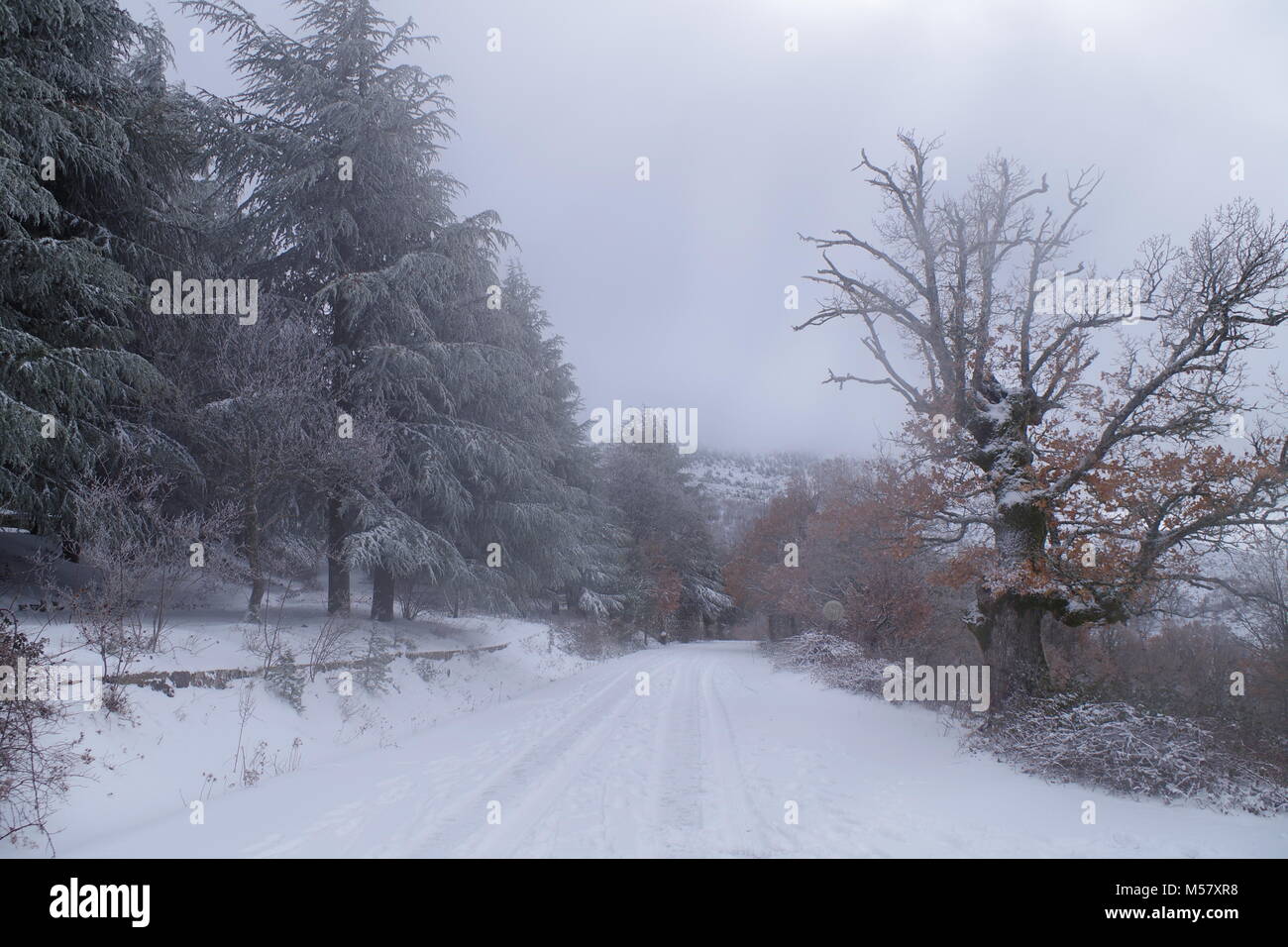 Winter mountain landscape, all covered in snow. Snow-covered trees and roads, pines, firs and shrubs. Detail of icy branches. Kingdom of ice. Stock Photo