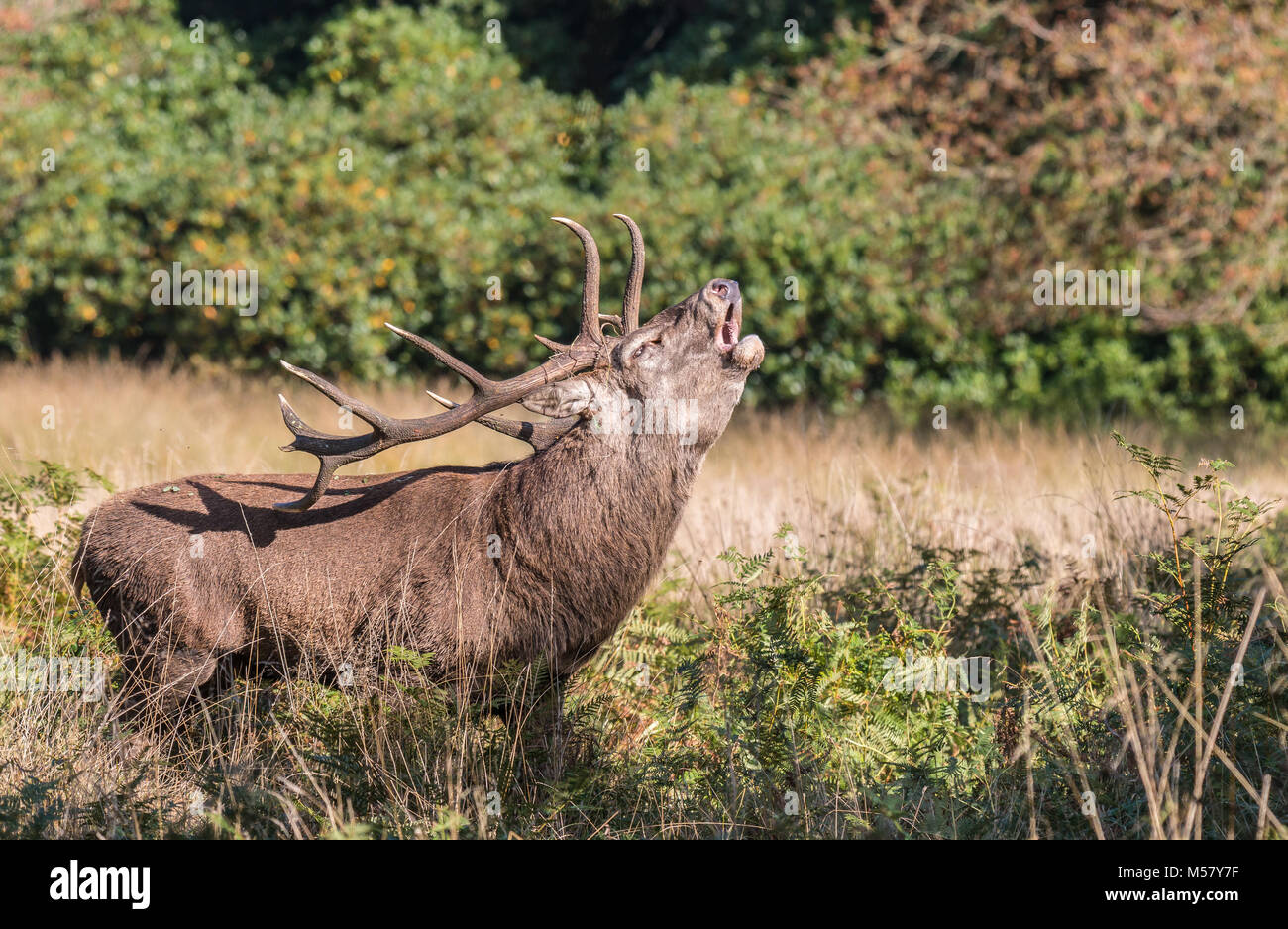 The deer of Richmond park, during the time of heat is a spectacle worth seeing with its great antlers ...The lands of the park, as if it were a giant Stock Photo