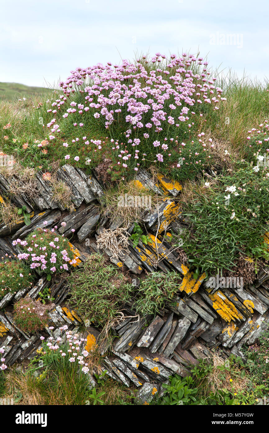 Dry stone wall - Cornwall Stock Photo