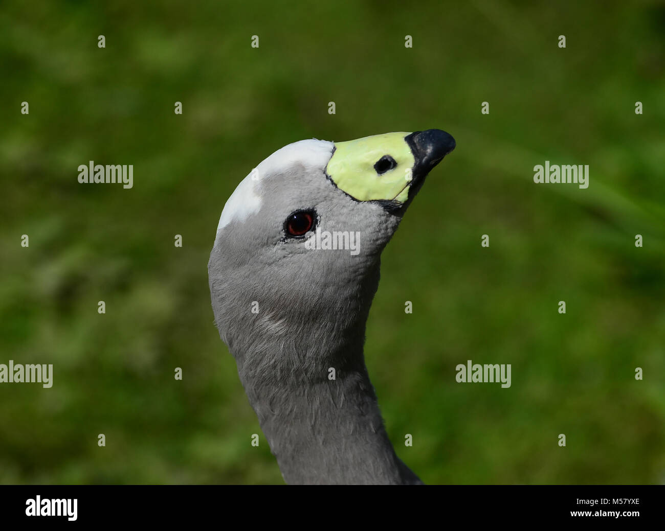 Cape Barren Goose head profile in sunshine Stock Photo