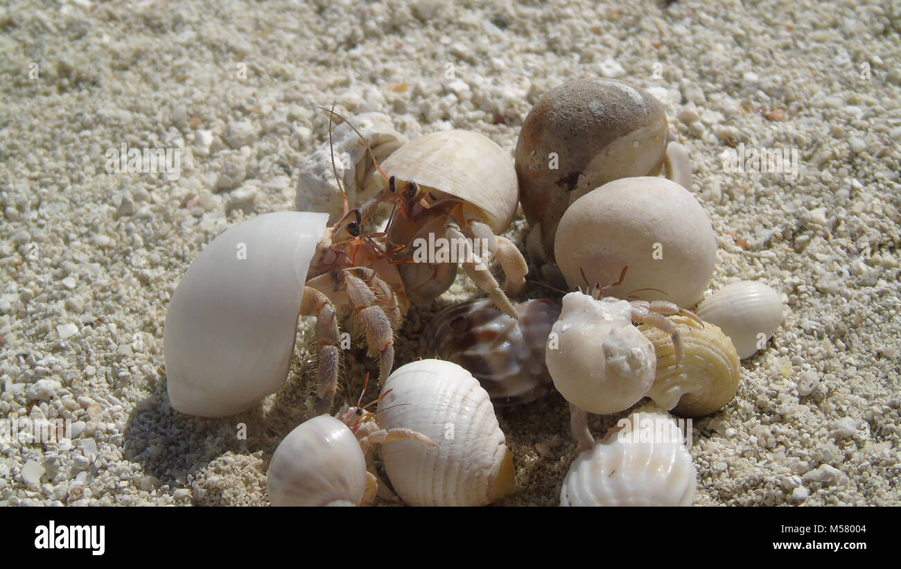 Group of small hermit crabs on beach, maldives Stock Photo Alamy