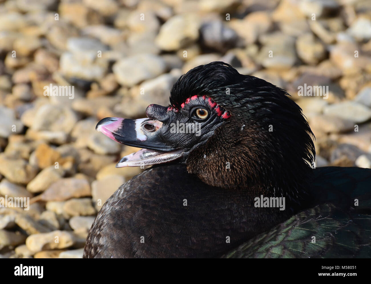 Black Muscovy duck face and head Stock Photo