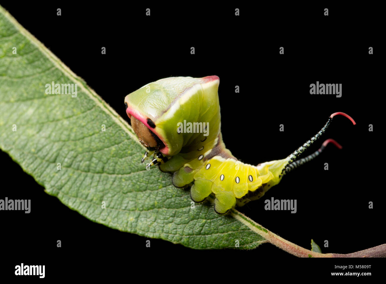 A Puss moth caterpillar, Cerura vinula, on black background, North Dorset England UK GB Stock Photo
