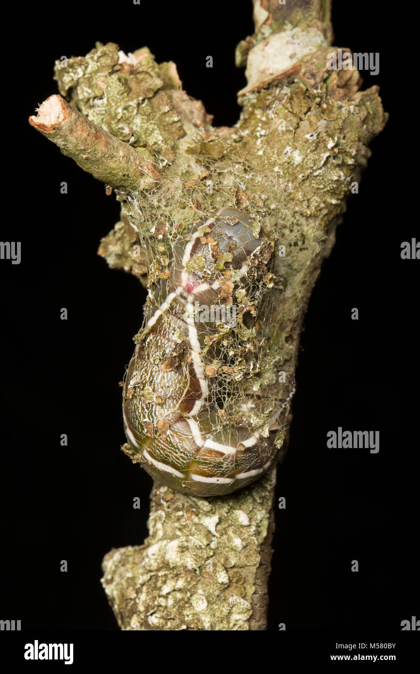 A puss moth caterpillar begininning to make its cocoon. Studio picture North Dorset England UK Stock Photo