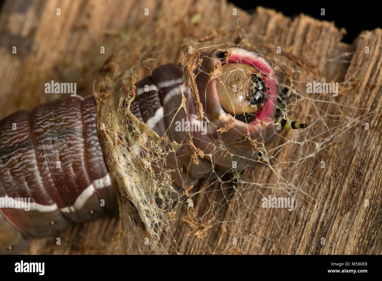 A puss moth caterpillar beginning to make its cocoon. Studio picture North Dorset England UK Stock Photo