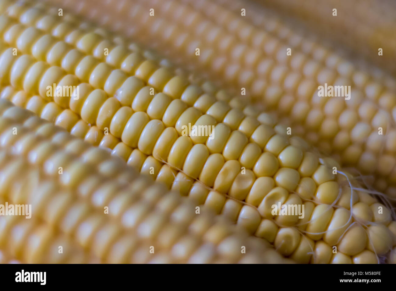 Corn on the cob Stock Photo Alamy