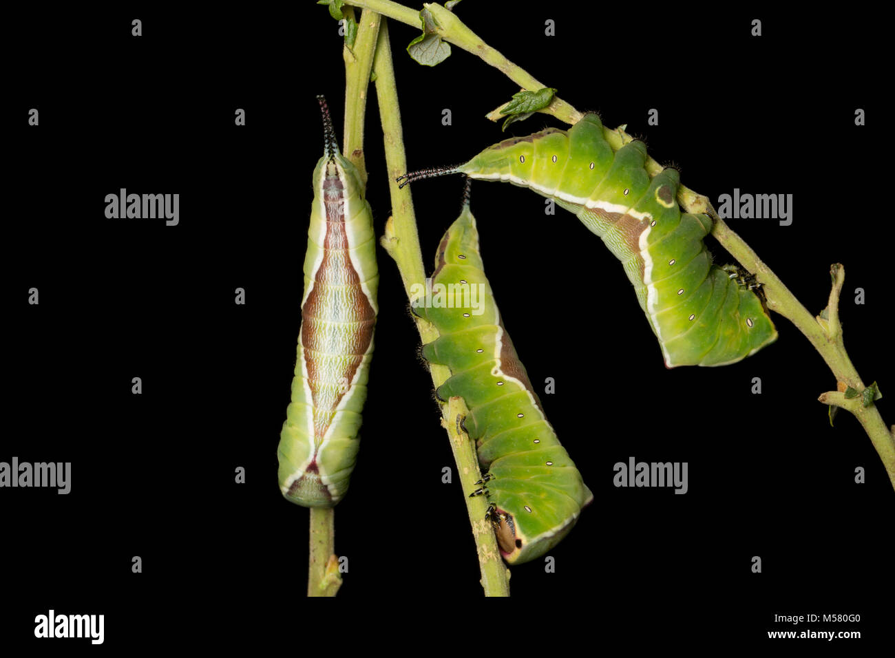 Three Puss moth caterpillars, Cerura vinula in a studio on a black background, North Dorset England  UK GB Stock Photo