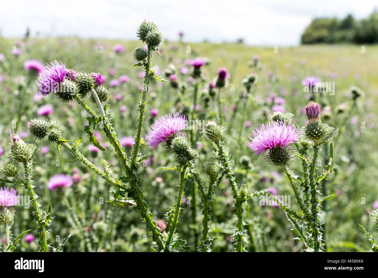 Thistles standing in a wild meadow in Brandenburg, Germany. Stock Photo