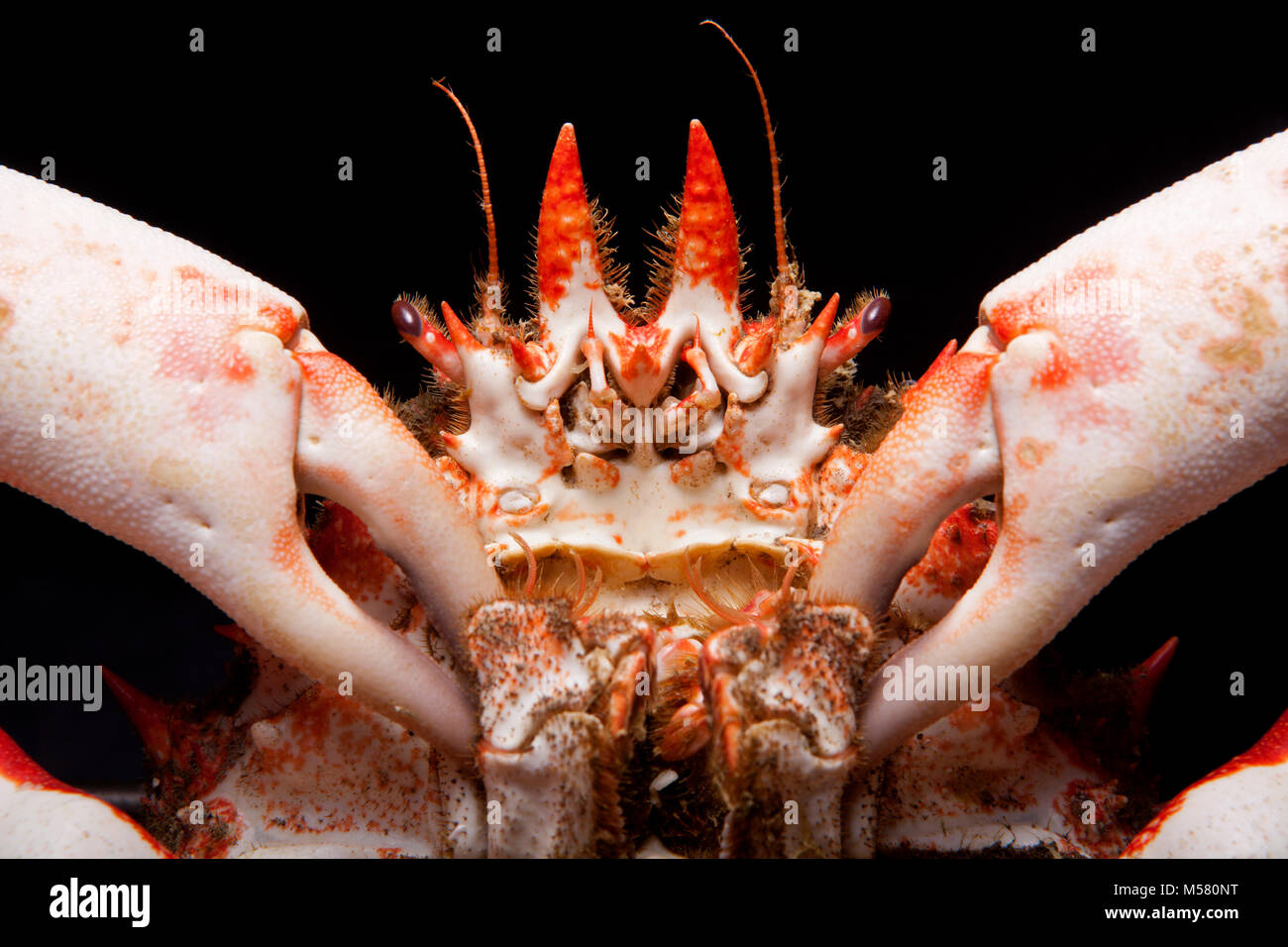 Cooked spider crab, Maja squinado, caught in a drop net, on a black background. Dorset England UK GB Stock Photo