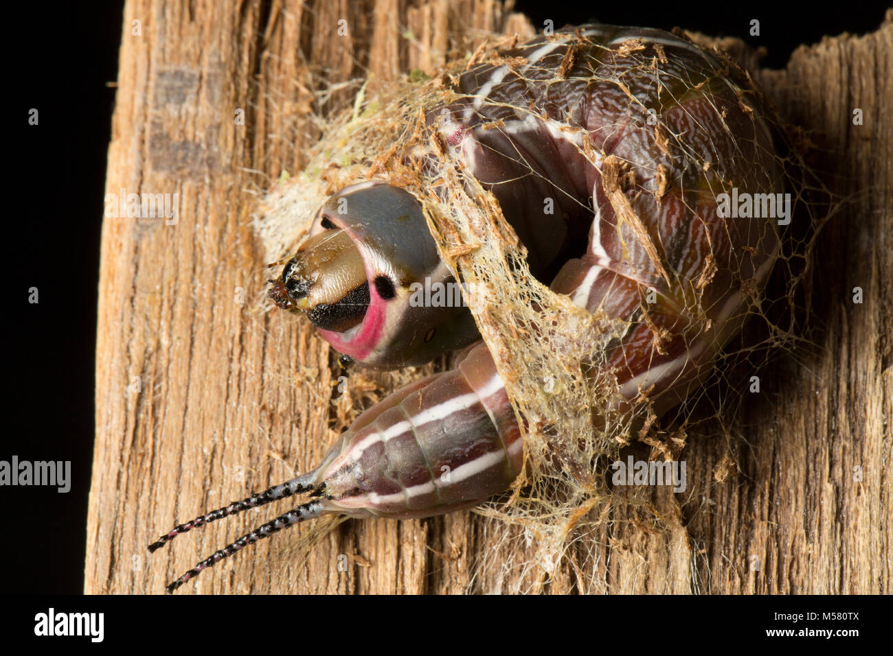 A puss moth caterpillar beginning to make its cocoon, studio picture North Dorset England UK Stock Photo