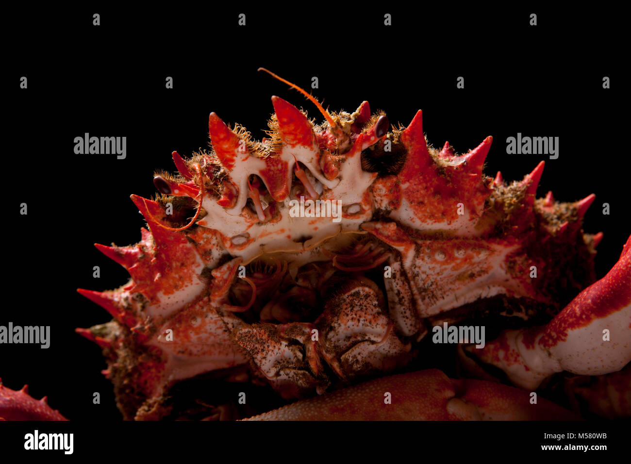 A cooked spider crab, Maja squinado, caught in a drop net, on a black background. Dorset England UK GB Stock Photo