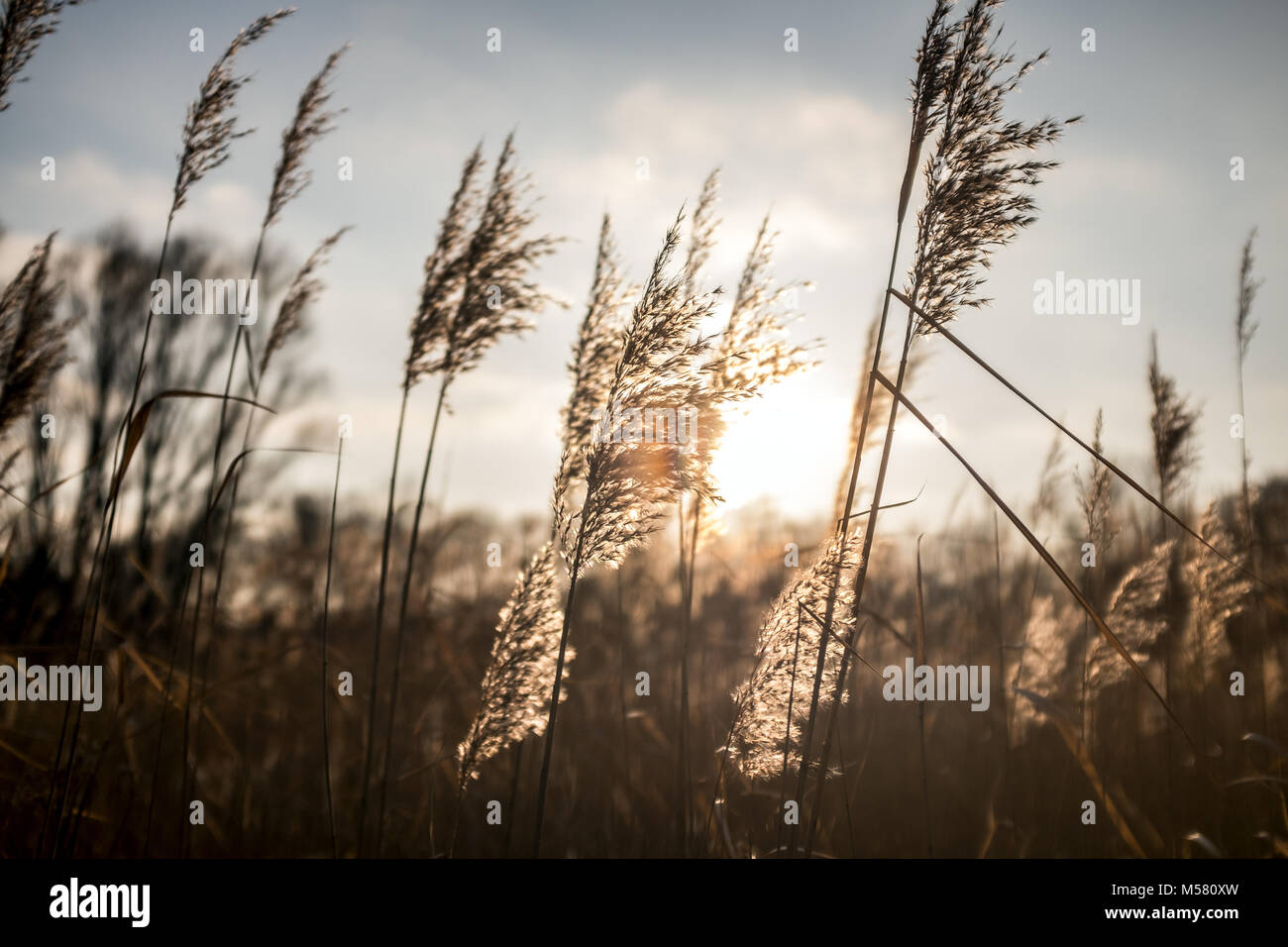 Detail of common reed in the backlight of the evening sun. Stock Photo