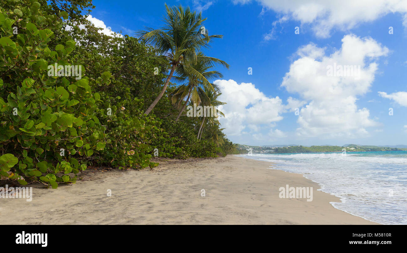 The Caribbean beach , Martinique island Stock Photo Alamy