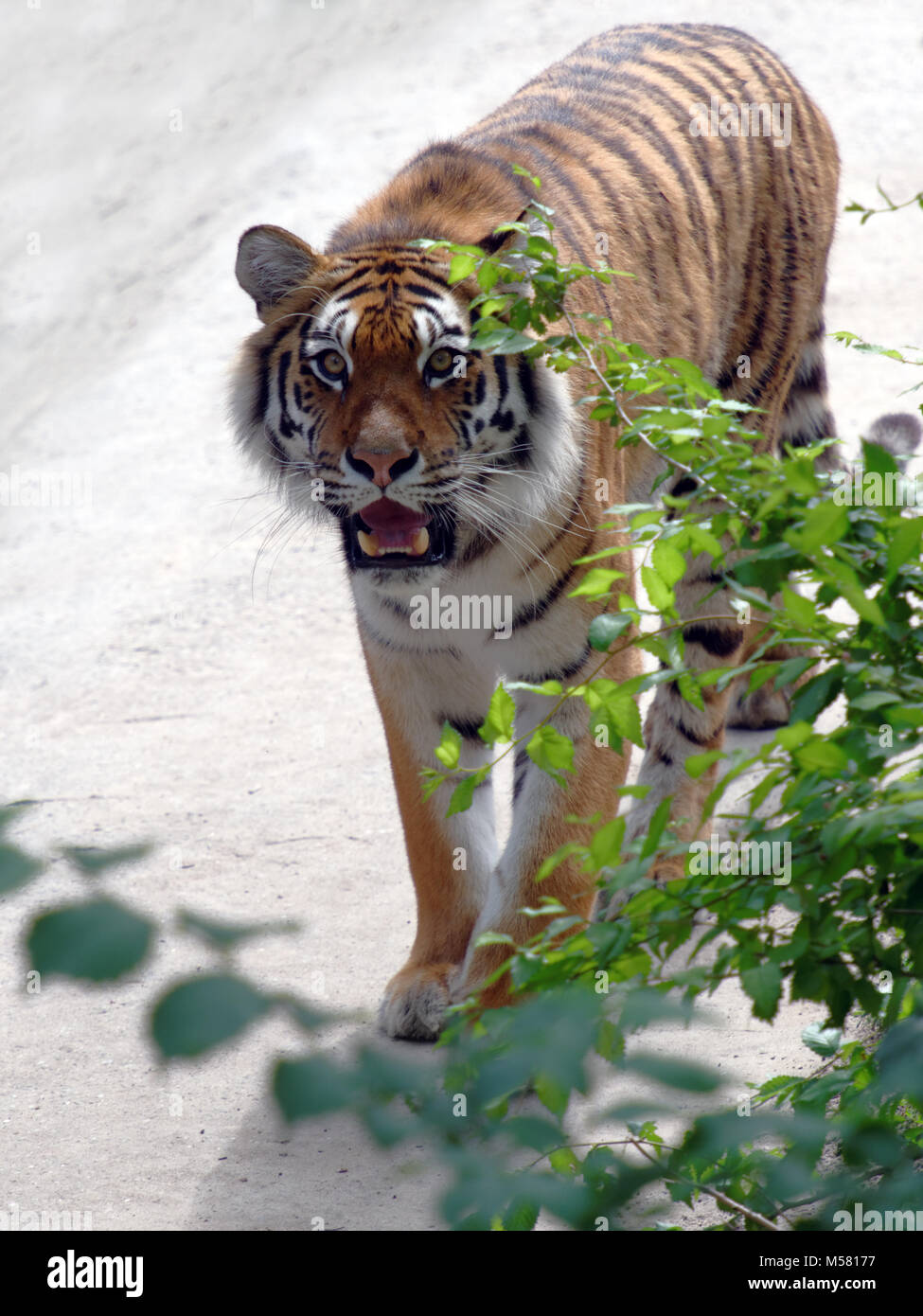 Growling tiger in a park Stock Photo